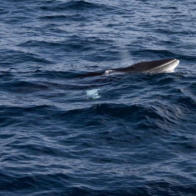 22 Minkwal Vor Tromso Web