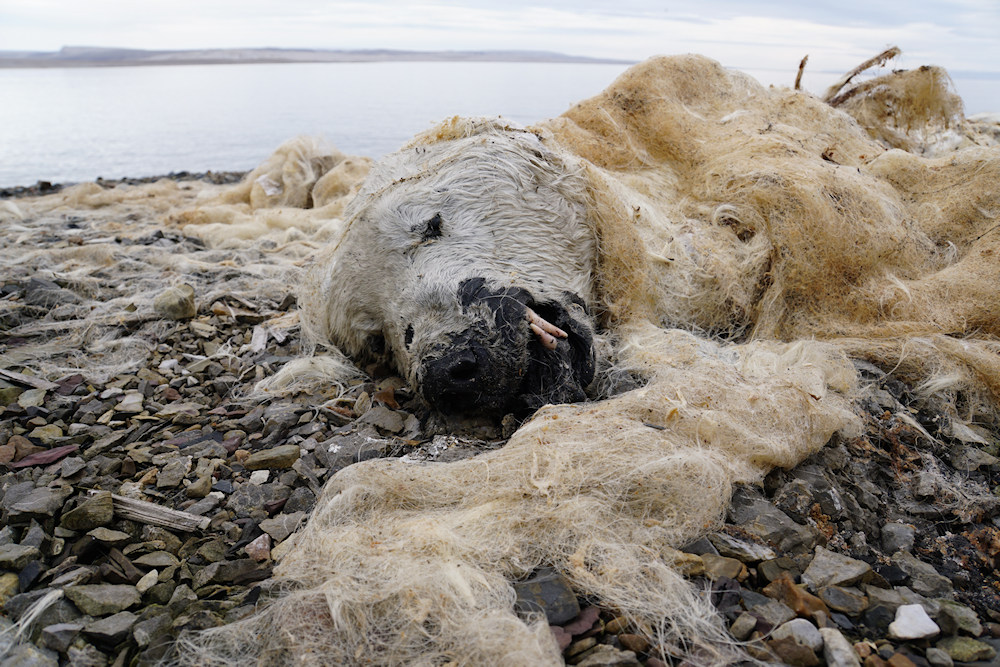 Spitzbergen und die Folgen des Klimawandels